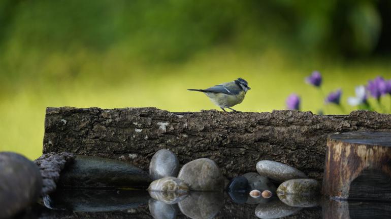 Perfekt für Wildlife: Bei manchen Motiven kommt es auf einen schnellen Autofokus an. Hier spielt das Sigma-Objektiv eine seiner vielen Stärken aus. | Sony Alpha 7R IV | 600mm | 1/400 s | F/6,3 | ISO 2.000