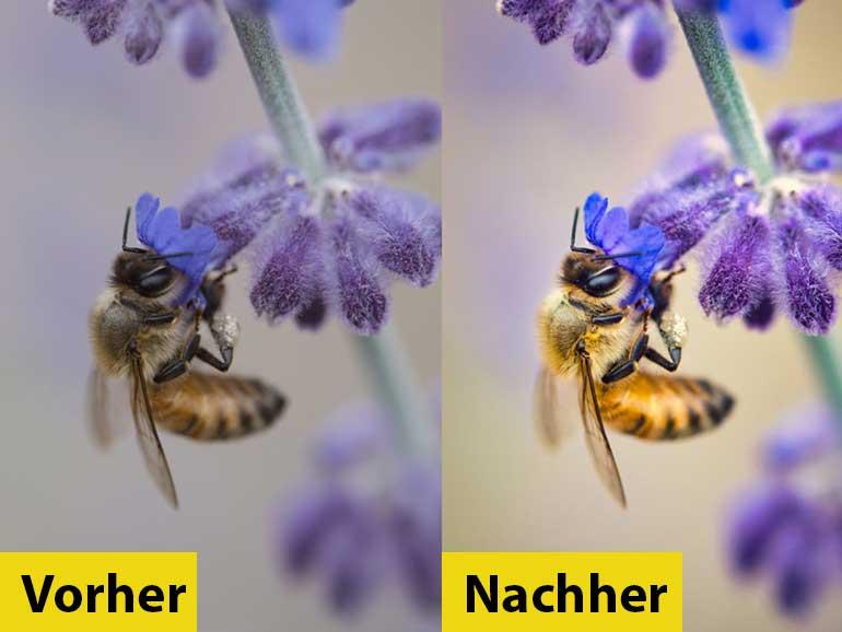 Nimmer flaue Bilder: Mit Luminar AI erstellst du die perfekte Farbkomposition für deine Naturaufnahmen.