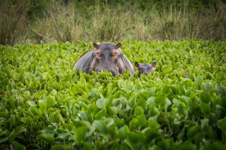 Hippos im Sumpf: Fotografin Nadine Wagner hat ihre Aufnahme für die Kategorie „Faszinierende Tierwelten“ eingereicht.