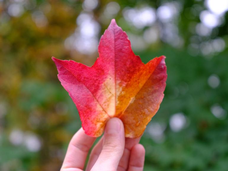 Herbstblatt mit dem farbenfrohen Velvia-Filter fotografiert | ISO 1.600