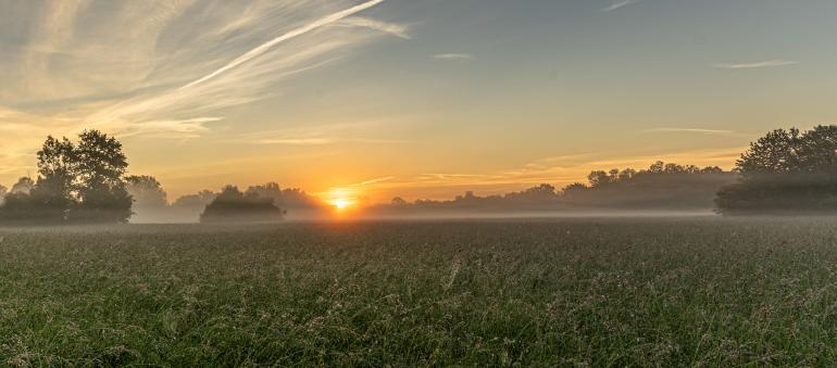 Wiese im Taubergießen