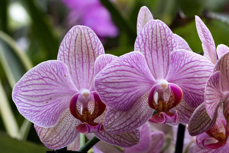 Das Bild dieser Orchidee entstand aus sieben Einzelaufnahmen.