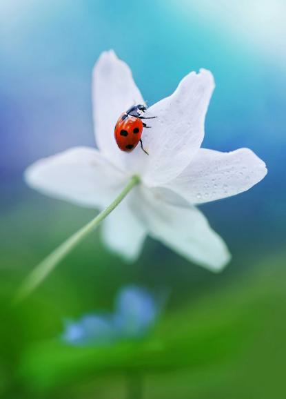 Marienkäfer auf einer weißen Blume