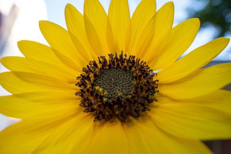 Nahaufnahme einer Sonnenblume. | 28mm | 1/125 s | f/8 | ISO 1000