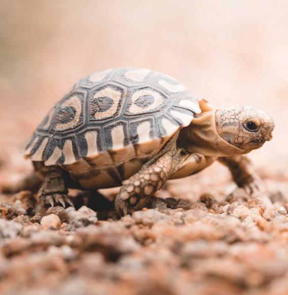 In der Steppe Südafrikas aufgenommen: eine gerade einmal ein Jahr alte Schildkröte. Sony Alpha 7R IV | 100mm | 1/1200 s | f/2,8 | ISO 320