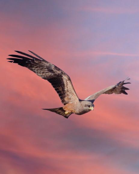 Dieser Schwarzmilan befindet sich auf Futtersuche zum Sonnenuntergang in Südafrika. Sony Alpha 7R IV | 840mm | 1/2000 s | f/12 | ISO 3200