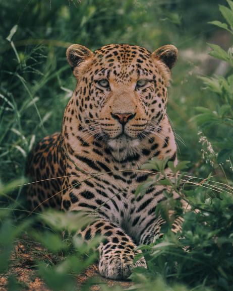 Ein stattlicher Leopard sucht zwischen Büschen und Gräsern Schatten in der Mittagssonne Südafrikas. Sony Alpha 7R IV | 580mm | 1/640 s | f/6,3 | ISO 1000