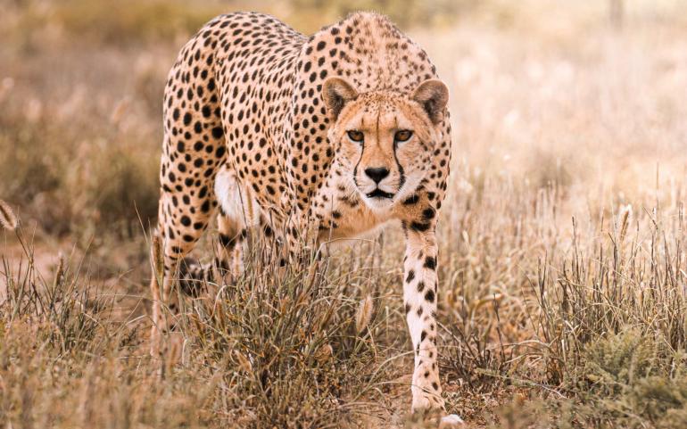 In die Nähe eines ausgewachsenen Geparden begab sich Fotograf Sasan Amir in Südafrika. Das Tier befindet sich auf der Suche nach Beute. Sony Alpha 7R IV | 600mm | 1/1000 s | f/6,3 | ISO 1000
