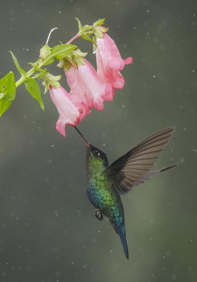 Gerade in der Wildtierfotografie finden MFT-Kameras ihren Einsatz. Der Crop-Faktor ermöglicht einen verengten Bildausschnitt. Beste Beispiele: die Bilder von Ben Knoot.