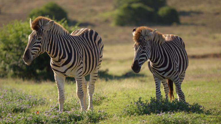 Zwei Zebras in der Savanne Südafrikas.