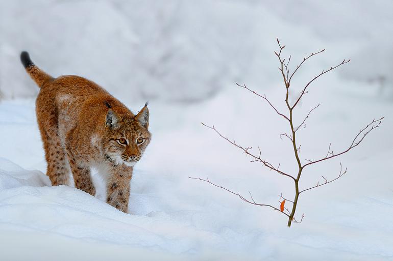 Faszinierende Tierwelten: DigitalPHOTO, Platz 5