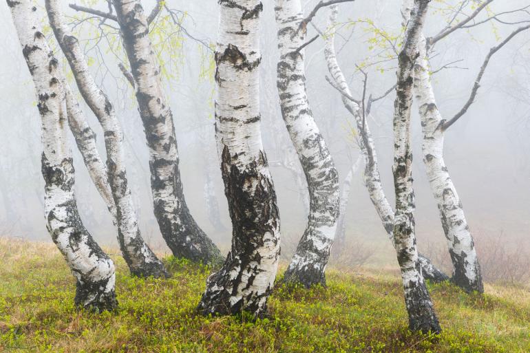 Nebelbäume: Nebelverhangen stehen diese malerischen Birken im Tessin/Schweiz. | Nikon D850 | 56mm | 0,6 s | f/16 | ISO 64