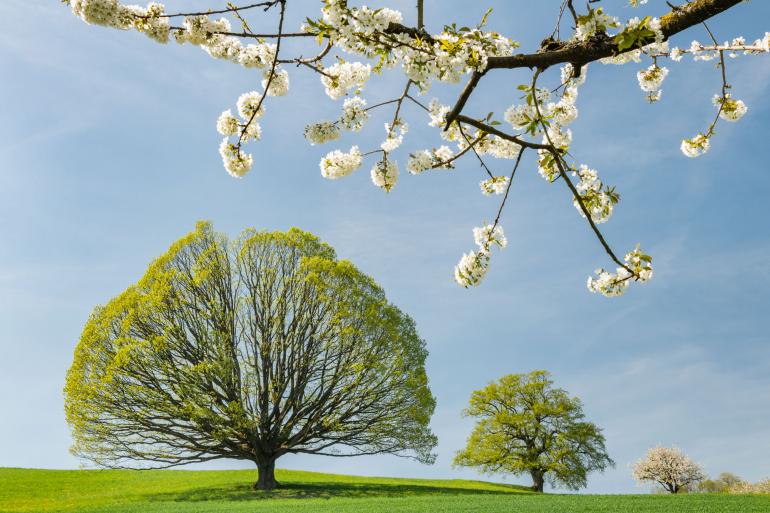 Der Natur- und Landschaftsfotograf Tobias Ryser war hier in der Nordwestschweiz unterwegs, um den Frühling einzufangen. Sein Motiv: zwei ungleiche Eichen mit Kirschblütendekor. | Nikon D850 | 44mm | 1/80 s | f/16 | ISO 320