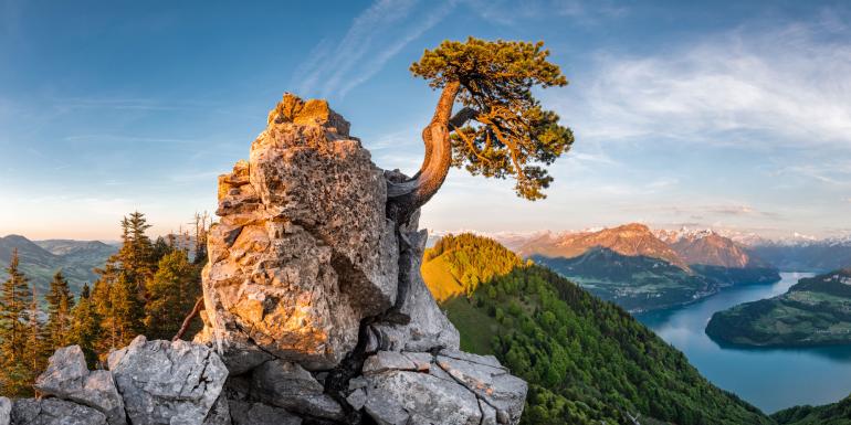 Föhre: Eine einzelne Föhre hat sich am Felsen festgekrallt. Ein Motiv, aufgenommen hoch über dem Vierwaldstättersee. | Nikon D850 | 14mm | 1/8 s | f/16 | ISO 160