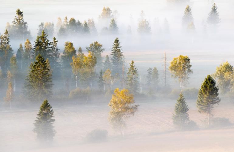 Hochmoor: Auch über dem Hochmoor liegt an diesem Herbstmorgen der Nebel. | Nikon D850 | 360mm | 1/8 s | f/14 | ISO 64