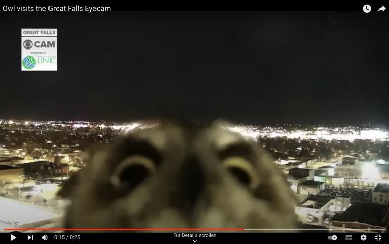 Die KRTV Great Falls Eyecam dient eigentlich zur Beobachtung des Wetters. Aber am vergangenen Mittwoch wurde die Wetterkamera von einer Eule unter die Lupe genommen.