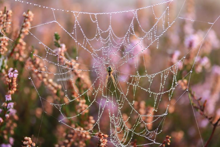 Diese Spinne fotografierte Melanie Häde in der Westruper Heide.