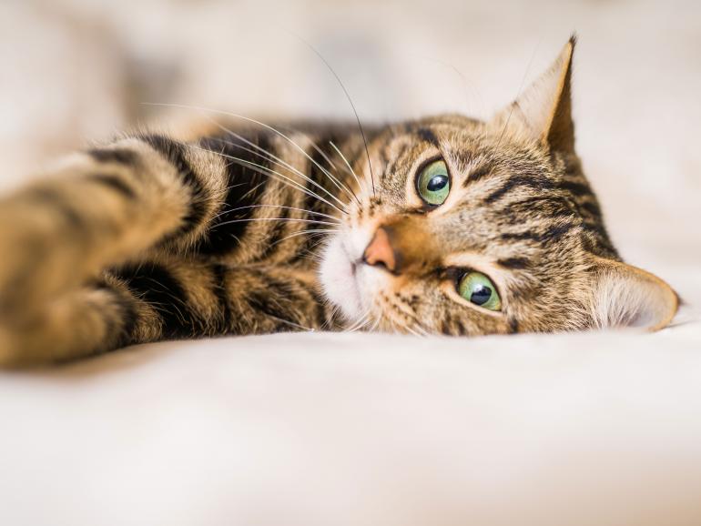 Diese Katze liegt entspannt auf einem Bett.