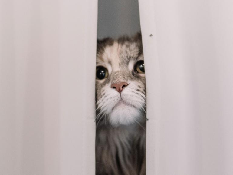 Katze schaut zwischen Vorhängen hindurch. 