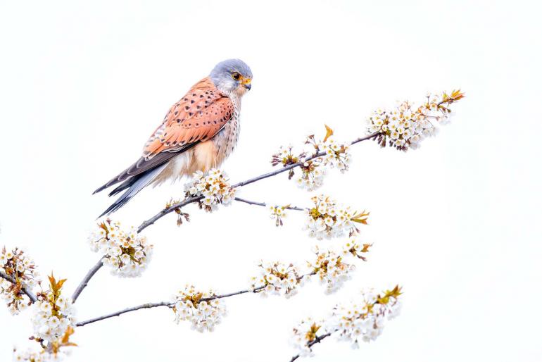 Gesamtsieger | Vögel | Deutschland | Der Florist