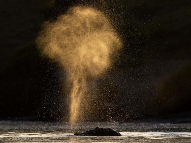 Kategoriesieger | Säugetiere | Portugal | Hippo spout