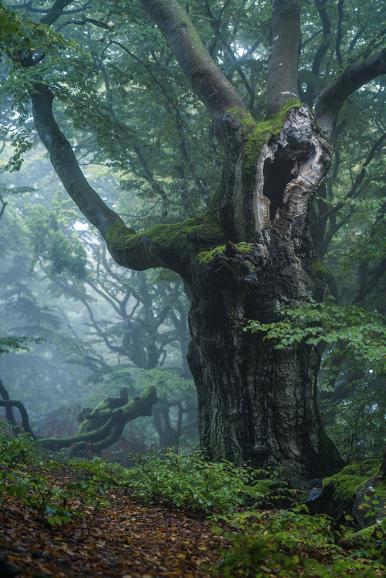 Kategoriesieger | Sonderkategorie | Deutschland | Rotbuche im Nebel