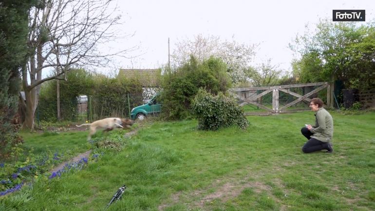 Hindernisse wie zum Beispiel mittelhohe Pflanzen nutzt Elke Vogelsang für actionreiche Sprungfotos. Dafür positioniert sie ihre Hunde hinter dem Hindernis, sich mit der Kamera mit etwas Abstand gegenüber und löst mit dem Kommando für die Hunde aus. Das Ergebnis sehen Sie oben.