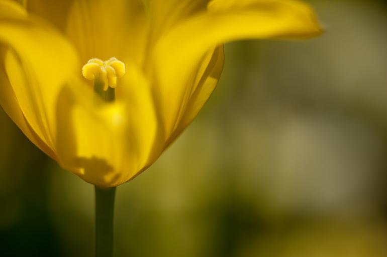 Kleine Motive am Boden von oben herab zu fotografieren, ist der einfachste Weg. Um das Auge durch das Spiel von Schärfe und Unschärfe sowie Licht und Schatten durch das Bild zu lenken und somit Tiefe und eine impressionistische Stimmung zu erhalten, lohnt sich ein Perspektivwechsel. Canon EOS 5D Mark II | 85mm | 1/200 s | f/3,5 | ISO 400