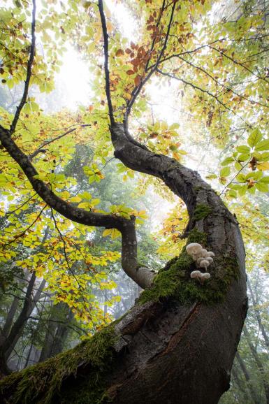 4. Platz | Sonderkategorie: Buche - Baum des Jahres 2022 | Deutschland | Buchenschleimrübling
