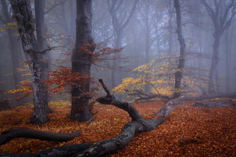 2. Platz | Runner-up | Sonderkategorie: Buche - Baum des Jahres 2022 | Deutschland | Fall