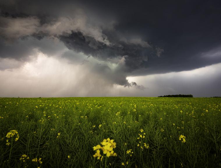 Ein Sommergewitter bietet fantastische Motive. Die Dramatik der Wolken steht im schönen Kontrast zum filigranen Rapsfeld. Nikon D850 | 15mm | 1/30 s | f/8 | ISO 64
