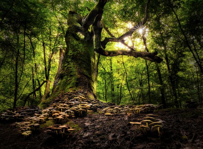 „Faszination Wald“: Hier eine Einreichung aus 2021.