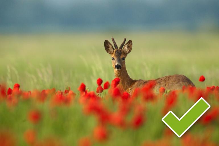 Bei manchen Motiven geht die Bildwirkung in Schwarzweiß verloren – wie hier beim Reh im Mohnfeld.