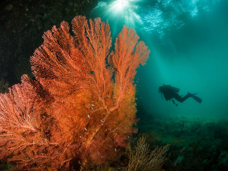 Hier entdeckte der Fotograf riesige Gorgonien (auch Hornkorallen genannt). Aufgenommen wurde das Bild in Raja Ampat, Indonesien. Nikon D810 | 15mm | 1/45 s | f/16 | ISO 400