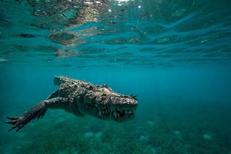 Die faszinierende Welt der Unterwasserfotografie: Hier war der Fotograf Mike Eyett auf Kuba unterwegs, wo ihm unter Wasser dieses stattliche Krokodil begegnete. Nikon D810 | 19mm | 1/250 s | f/11 | ISO 400