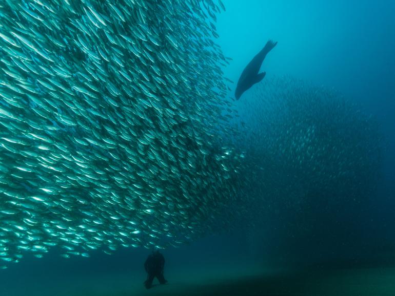 Seelöwe auf Makrelenjagd: Vor der mexikanischen Pazifikküste konnte Mike Eyett diese spektakuläre Aufnahme festhalten. Nikon D810 | 16mm | 1/250 s | f/11 | ISO 400