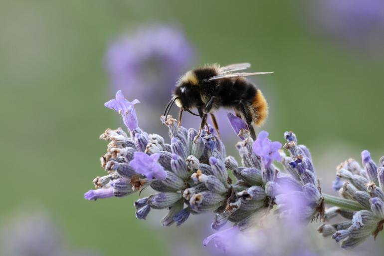Hummel, Canon EOS R7 | RF100-400mm F5.6-8 IS USM | 400 mm | 1/640 | f/8 | ISO 4000
