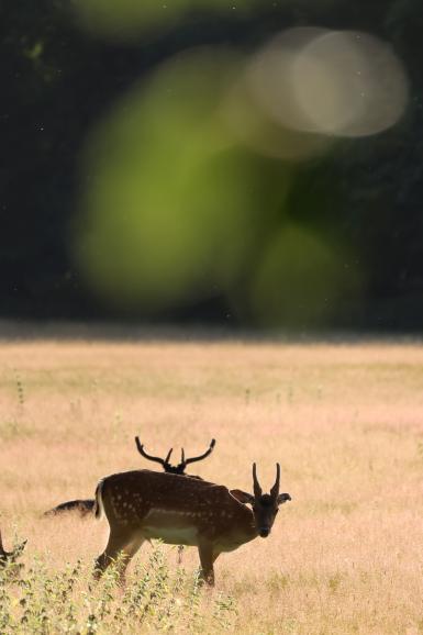 Damwild, Canon EOS R7 | RF100-400mm F5.6-8 IS USM | 400 mm | 1/640 | f/8 | ISO 500