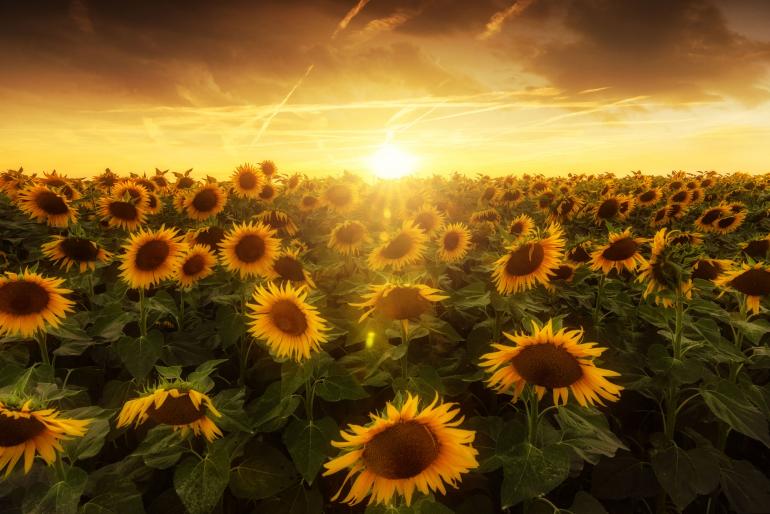 Diese eindrucksvolle Aufnahme ist an einem warmen Sommertag auf einem riesigen Sonnenblumenfeld in der Nähe von Erfurt in Thüringen entstanden. Um den hohen Kontrastumfang des Sonnenuntergangsmotivs im Gegenlicht zu meistern und in der Nachbearbeitung maximale Flexibilität in der Anpassung der Tiefen, Lichter und Farben sowie kreativen Spielraum zu haben, führte für Fotograf Henrik Schnappauf kein Weg an RAW als Aufnahmeformat vorbei. Sony Alpha 77 II | 16mm | 1/20 s | f/11 | ISO 100