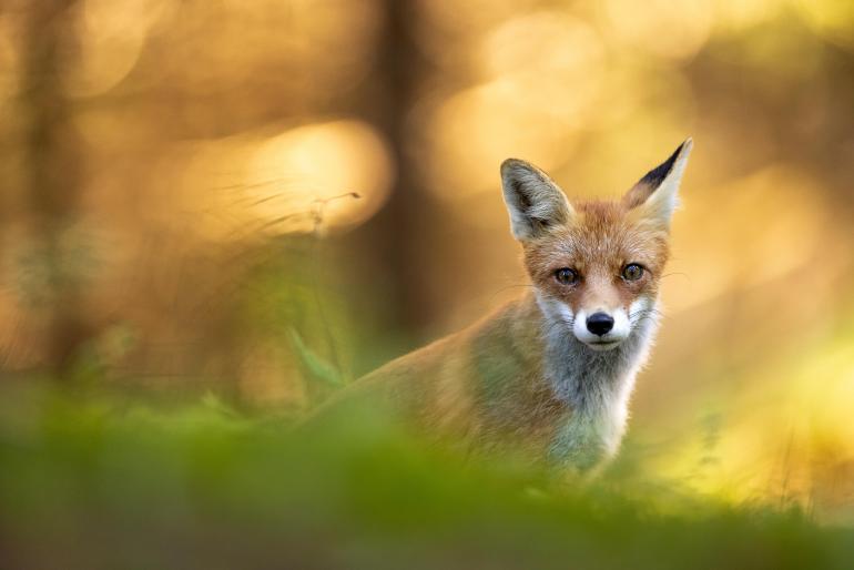 Motive für die Wildlife- Fotografie finden Sie überall: in Afrika, der Antarktis oder auch direkt vor der Haustür. Hier ein junger Fuchs von DigitalPHOTOLeser Matt Engelmann.