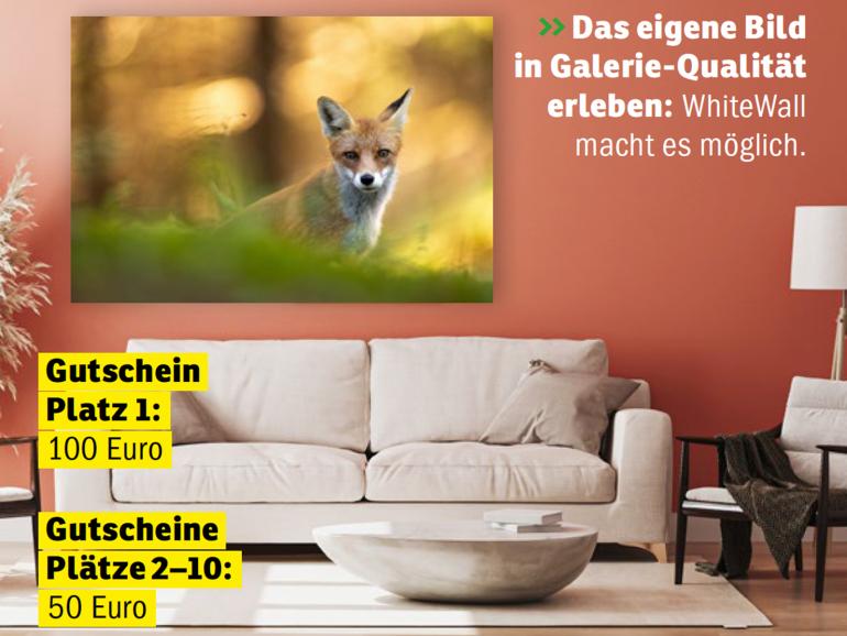 Für die Gewinner*innen des Wettbewerbs „Wildlife“ haben wir Gutscheine von WhiteWall reserviert.