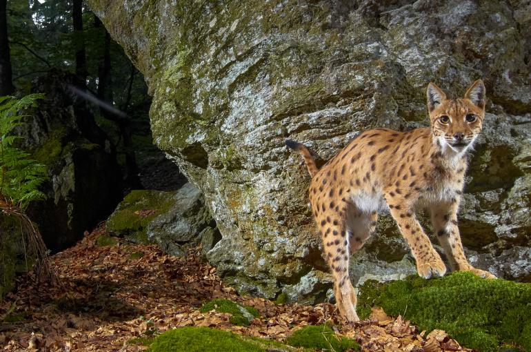 Luchs | Nikon D7000 | AF-S DX Zoom-Nikkor 12–24 mm 1:4G IF-ED | 24mm | 1/60 s | f/8 | ISO 1600