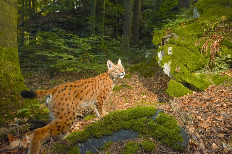 Luchs | Nikon D3300 | AF-P DX NIKKOR 10–20 mm 1:4,5–5,6 G VR | 15mm | 1/40 s | f/11 | ISO 800