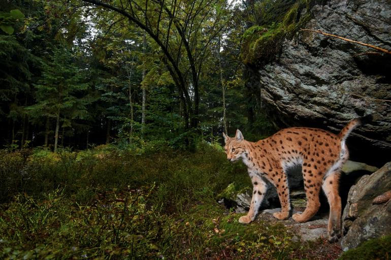 Luchs