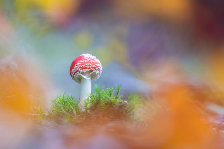 Fliegenpilz. Nikon Z 7 | 135mm | 0,4 s | f/2 | ISO 160