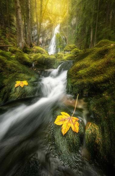 Herbstwald. Nikon D750 | AF-S Zoom-Nikkor 17–35 mm 1:2,8D IF-ED | 17mm | 0,5 s | f/8 | ISO 640