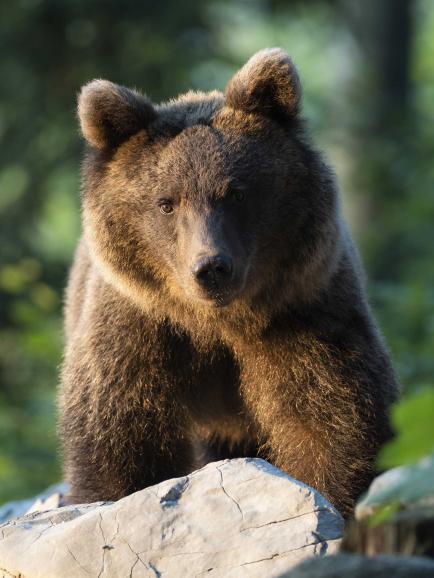 Braunbär im Abendlicht: Diesen heranwachsenden Braunbären nahm André Boss in den Wäldern Sloweniens kurz vor Sonnenuntergang mit der Festbrennweite M.Zuiko 300mm F4.0 IS PRO in den Fokus. Olympus E-M1 Mark III | 300mm | 1/100 s | f/4 | ISO 500