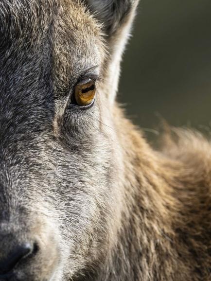 Steinbock im Porträt: Bei dieser Detailaufnahme eines Steinbocks verwendete André Boss ein einzelnes Autofokusfeld zum Scharfstellen und bestimmte manuell, dass der Fokus auf dem Auge des Tiers liegen sollte – aufgenommen im warmen Abendlicht in den Schweizer Alpen. Olympus E-M1X | 300mm | 1/250 s | f/5,6 | ISO 200