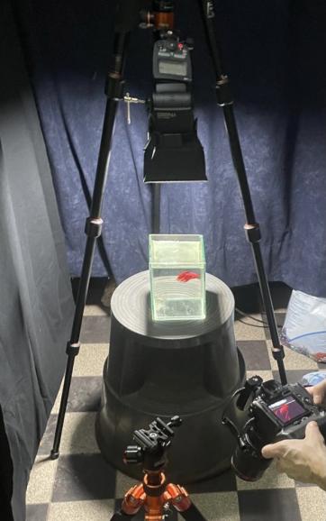 (Licht-)Set-up: Um den Blitz Yongnuo YN685 E-TTL HSS1 samt Diffusor von Neewer sowie die LED-Videoleuchte Wecellent WL-10W (auf dem Bild hinter dem Diffusor; aufgrund der Perspektive nicht zu sehen) mittig über dem kleinen Aquarium auszurichten, drehte Sven Altlechner die Mittelsäule seines Stativs Rollei C5i um.