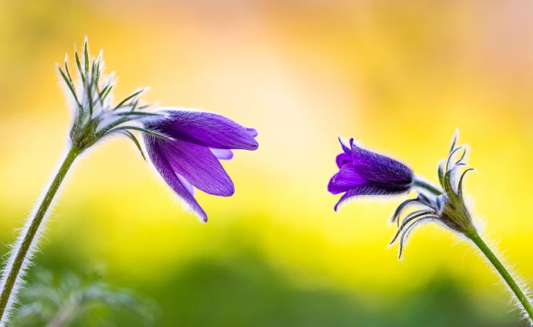 Küchenschellen im Gespräch, Canon EOS R5 | 100mm | 1/320 s | f/4 | ISO 200